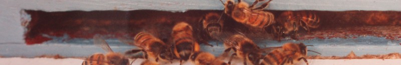 Apis mellifera